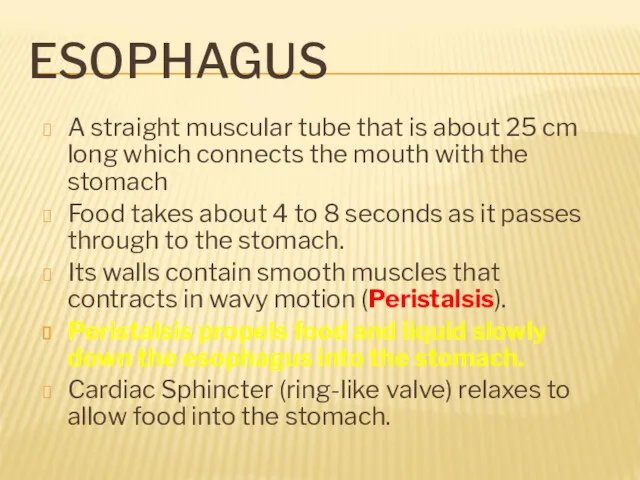 ESOPHAGUS A straight muscular tube that is about 25 cm