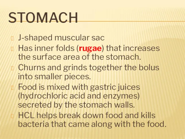 STOMACH J-shaped muscular sac Has inner folds (rugae) that increases the surface area