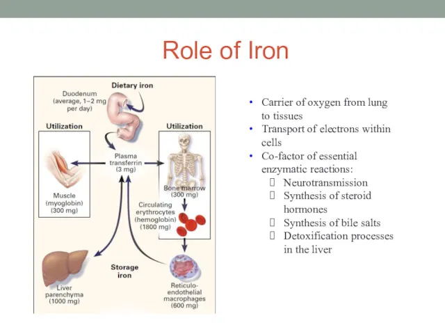 Role of Iron Carrier of oxygen from lung to tissues