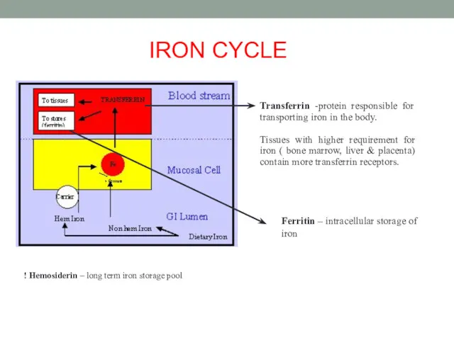 Transferrin -protein responsible for transporting iron in the body. Tissues