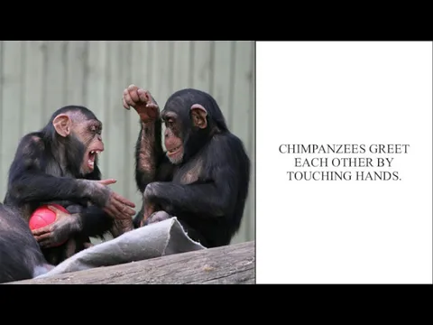 CHIMPANZEES GREET EACH OTHER BY TOUCHING HANDS.