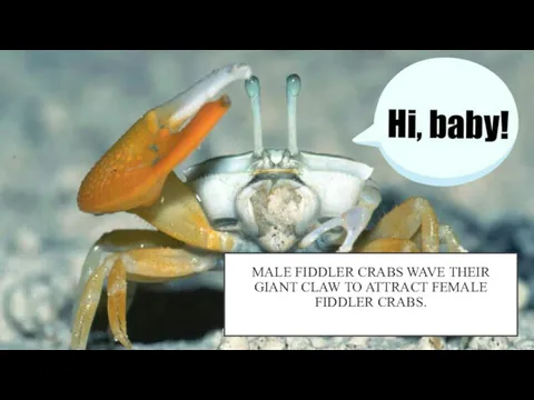 MALE FIDDLER CRABS WAVE THEIR GIANT CLAW TO ATTRACT FEMALE FIDDLER CRABS.