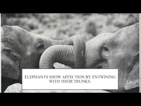 ELEPHANTS SHOW AFFECTION BY ENTWINING WITH THEIR TRUNKS.