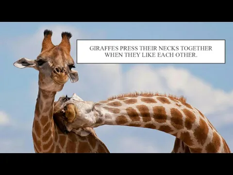 GIRAFFES PRESS THEIR NECKS TOGETHER WHEN THEY LIKE EACH OTHER.