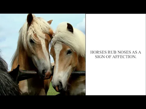 HORSES RUB NOSES AS A SIGN OF AFFECTION.