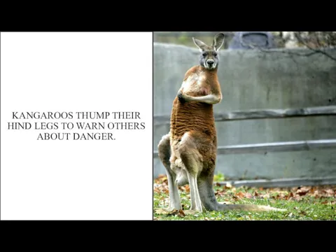 KANGAROOS THUMP THEIR HIND LEGS TO WARN OTHERS ABOUT DANGER.