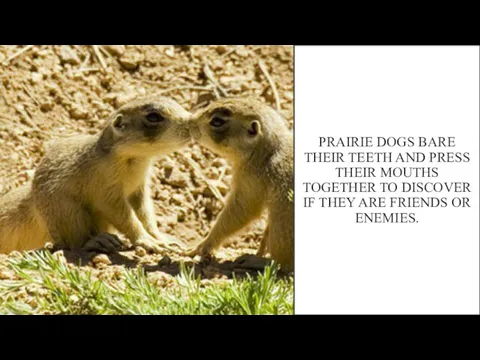 PRAIRIE DOGS BARE THEIR TEETH AND PRESS THEIR MOUTHS TOGETHER