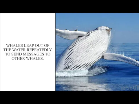 WHALES LEAP OUT OF THE WATER REPEATEDLY TO SEND MESSAGES TO OTHER WHALES.