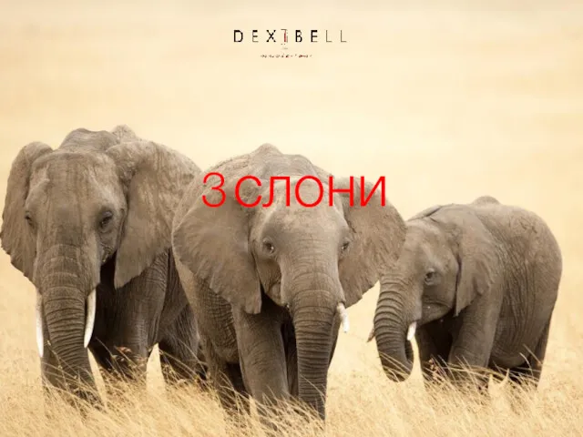 3 слони