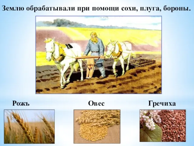 Землю обрабатывали при помощи сохи, плуга, бороны. Рожь Овес Гречиха гречиху