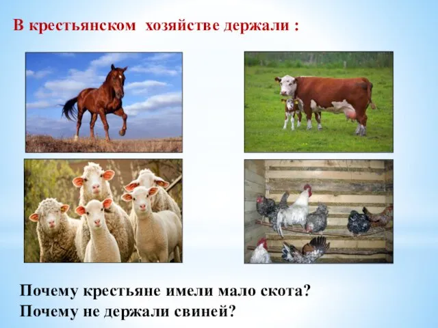 В крестьянском хозяйстве держали : Почему крестьяне имели мало скота? Почему не держали свиней?