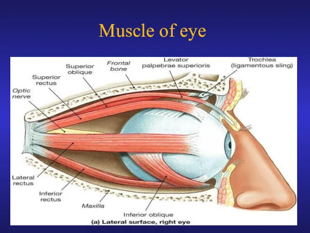 Muscle of eye