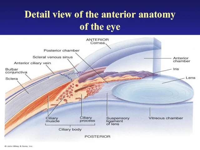 Detail view of the anterior anatomy of the eye