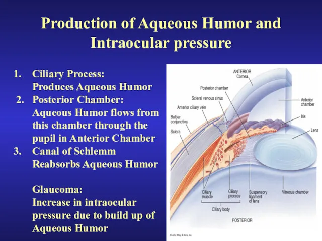 Production of Aqueous Humor and Intraocular pressure Ciliary Process: Produces Aqueous Humor 2.