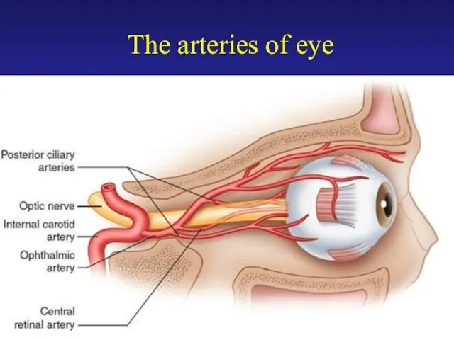 The arteries of eye