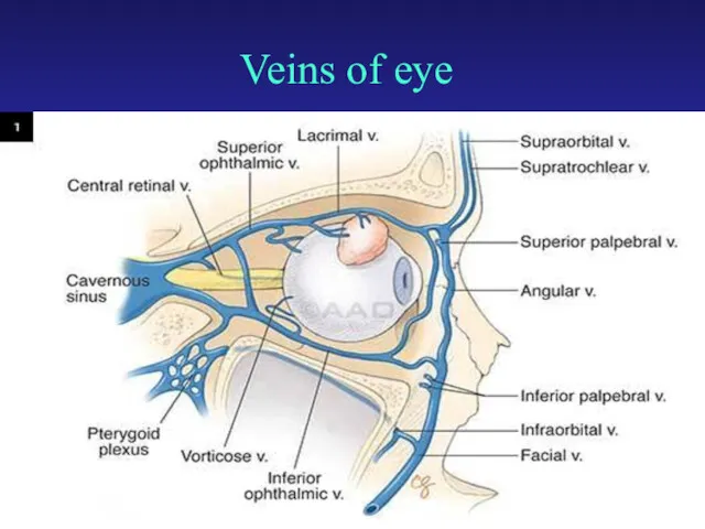 Veins of eye