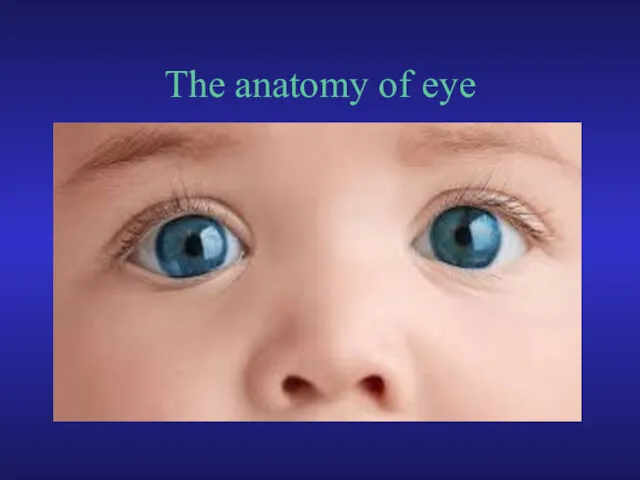 The anatomy of eye