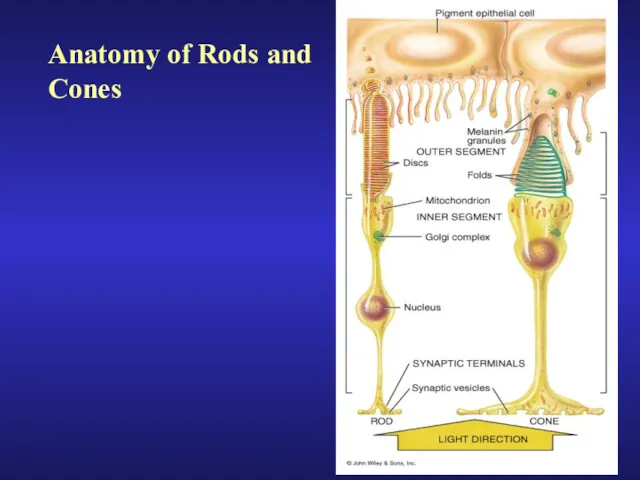 Anatomy of Rods and Cones