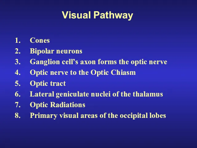 Visual Pathway Cones Bipolar neurons Ganglion cell’s axon forms the optic nerve Optic
