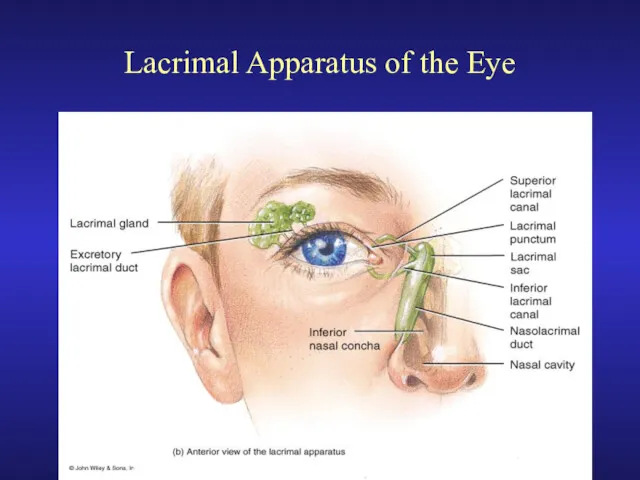 Lacrimal Apparatus of the Eye