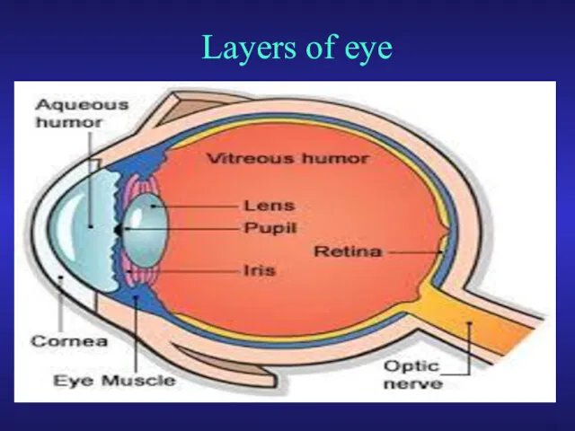 Layers of eye
