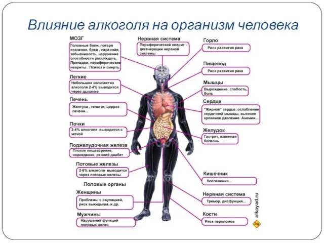 Влияние алкоголя на организм человека