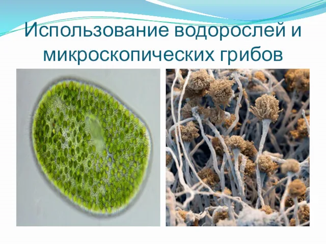 Использование водорослей и микроскопических грибов