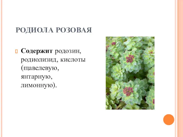 РОДИОЛА РОЗОВАЯ Содержит родозин, родиолизид, кислоты (щавелевую, янтарную, лимонную).