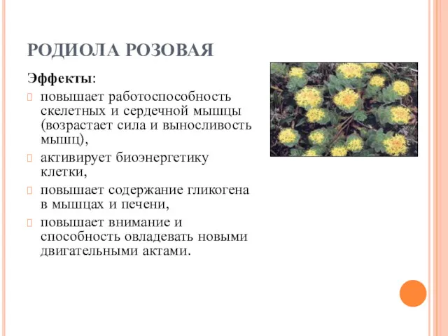 РОДИОЛА РОЗОВАЯ Эффекты: повышает работоспособность скелетных и сердечной мышцы (возрастает