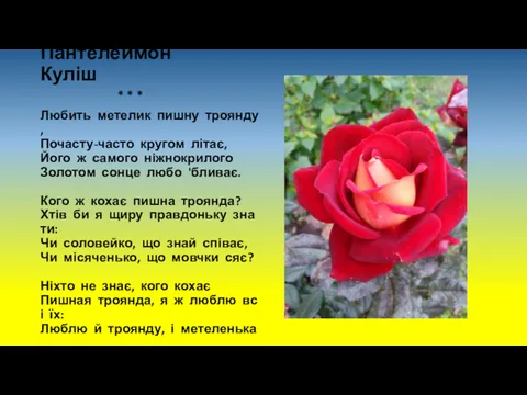 Пантелеймон Куліш * * * Любить метелик пишну троянду, Почасту-часто