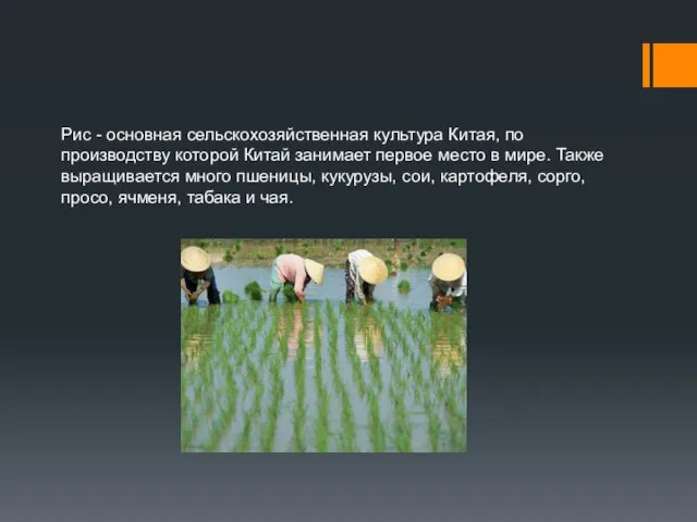 Рис - основная сельскохозяйственная культура Китая, по производству которой Китай