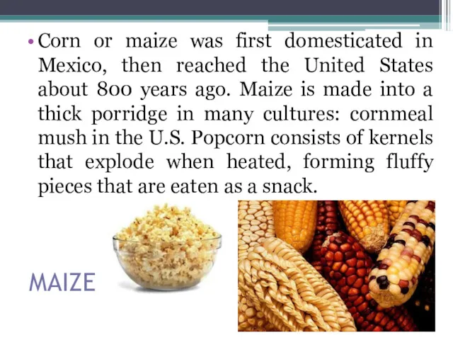 MAIZE Corn or maize was first domesticated in Mexico, then