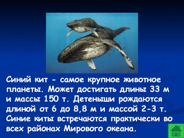 Синий кит - самое крупное животное планеты. Может достигать длины