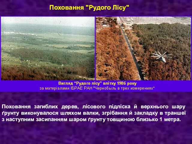 Поховання "Рудого Лісу" Поховання загиблих дерев, лісового підліска й верхнього