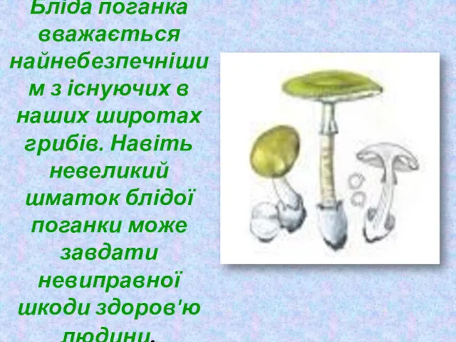 Бліда поганка вважається найнебезпечнішим з існуючих в наших широтах грибів.