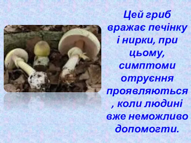 Цей гриб вражає печінку і нирки, при цьому, симптоми отруєння проявляються, коли людині вже неможливо допомогти.