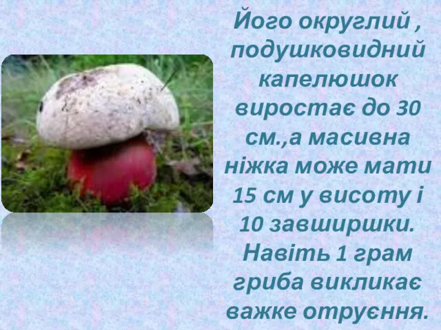 Його округлий , подушковидний капелюшок виростає до 30 см.,а масивна