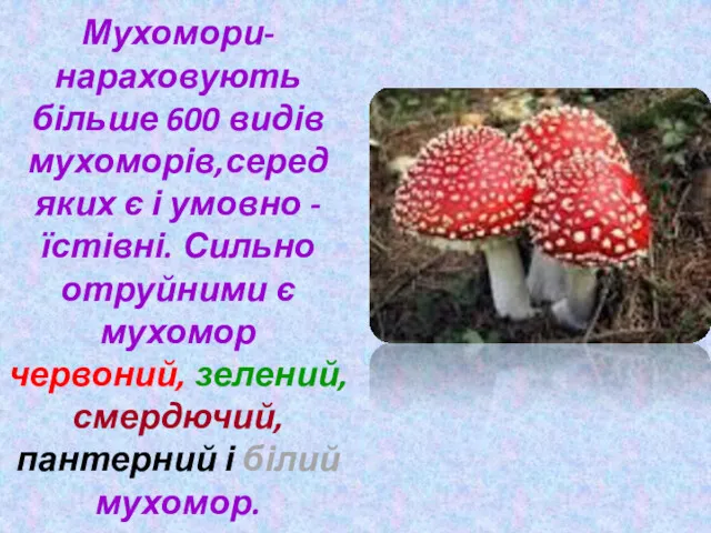 Мухомори-нараховують більше 600 видів мухоморів,серед яких є і умовно -