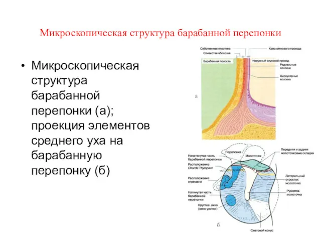 Микроскопическая структура барабанной перепонки Микроскопическая структура барабанной перепонки (а); проекция