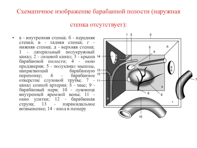 Схематичное изображение барабанной полости (наружная стенка отсутствует): а - внутренняя