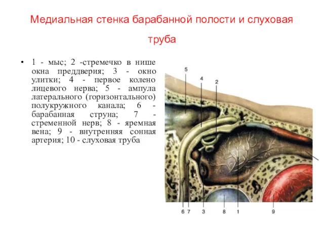 Медиальная стенка барабанной полости и слуховая труба 1 - мыс;