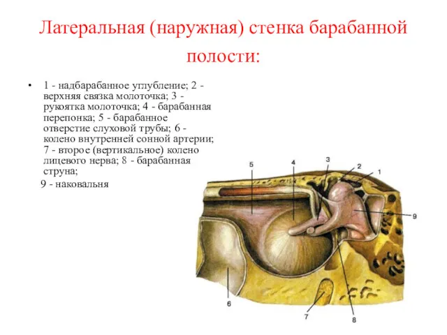 Латеральная (наружная) стенка барабанной полости: 1 - надбарабанное углубление; 2