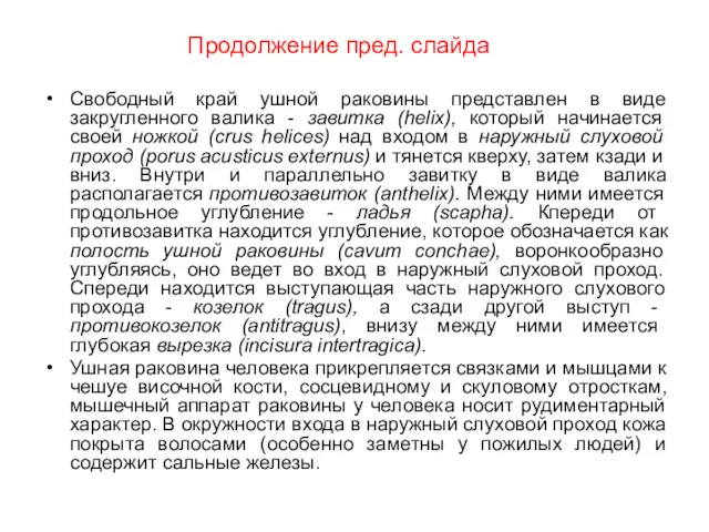 Продолжение пред. слайда Свободный край ушной раковины представлен в виде