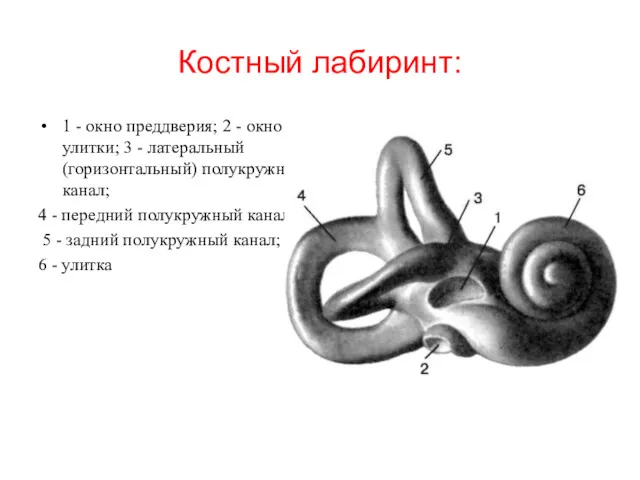 Костный лабиринт: 1 - окно преддверия; 2 - окно улитки;