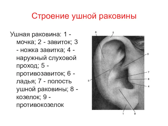 Строение ушной раковины Ушная раковина: 1 - мочка; 2 -