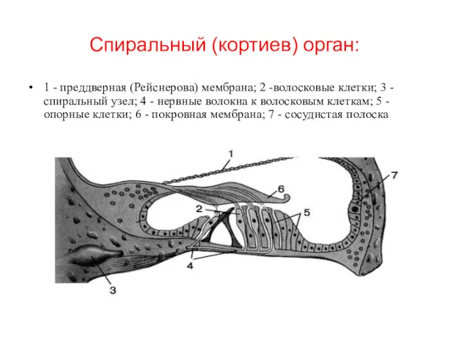 Спиральный (кортиев) орган: 1 - преддверная (Рейснерова) мембрана; 2 -волосковые