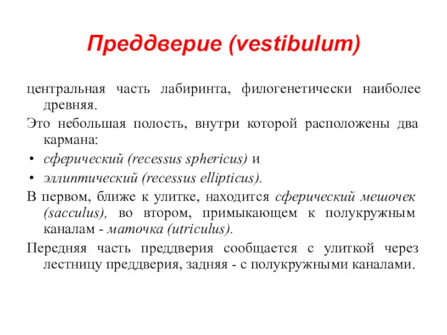 Преддверие (vestibulum) центральная часть лабиринта, филогенетически наиболее древняя. Это небольшая