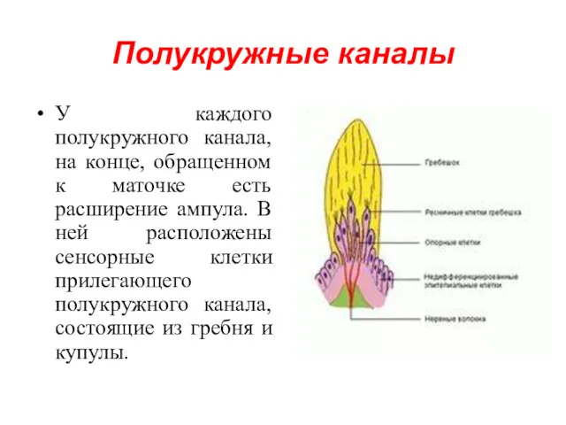 Полукружные каналы У каждого полукружного канала, на конце, обращенном к