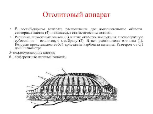 Отолитовый аппарат В вестибулярном аппарате расположены две дополнительные области сенсорных