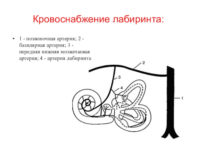 Кровоснабжение лабиринта: 1 - позвоночная артерия; 2 - базилярная артерия;